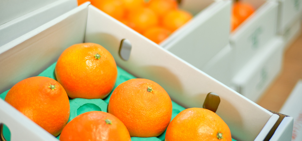 リバーファーム収穫祭