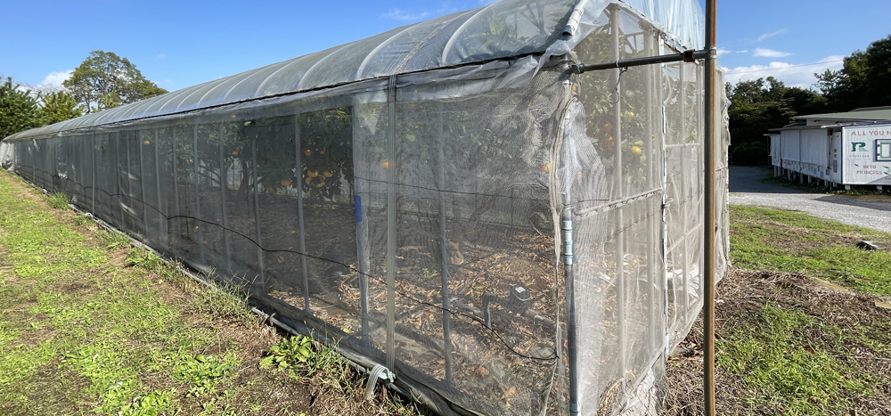 瀬戸プリンセス