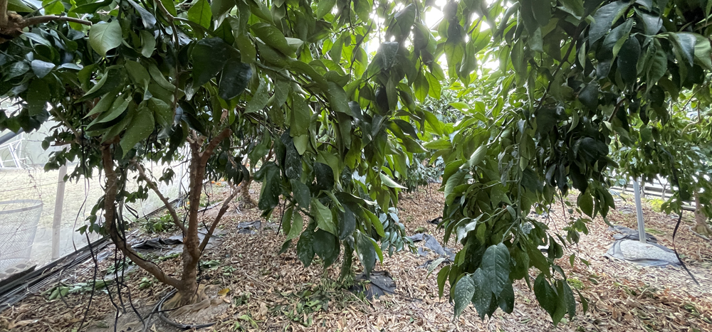 瀬戸プリンセス