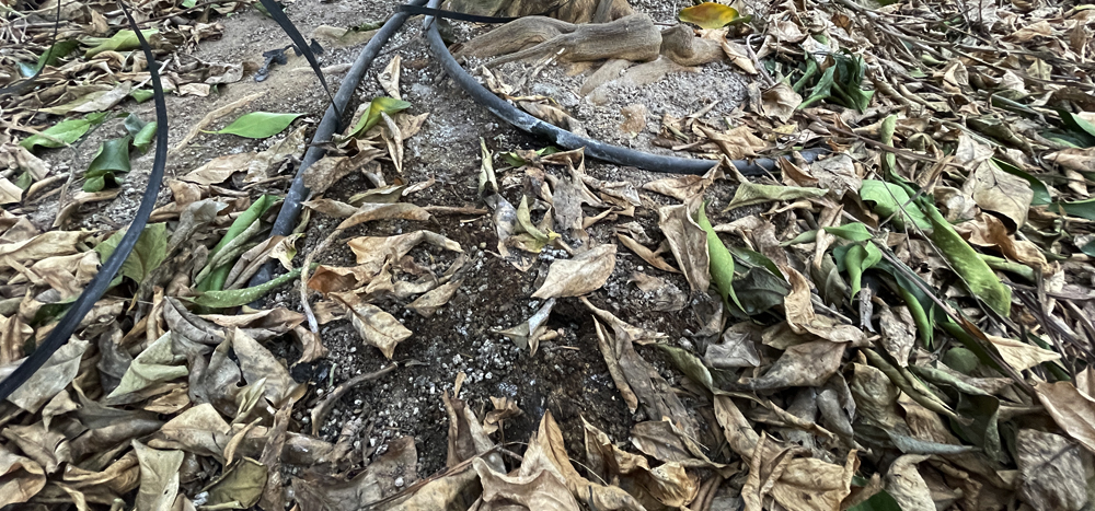 瀬戸プリンセス