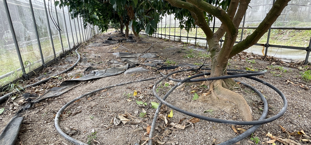 瀬戸プリンセス