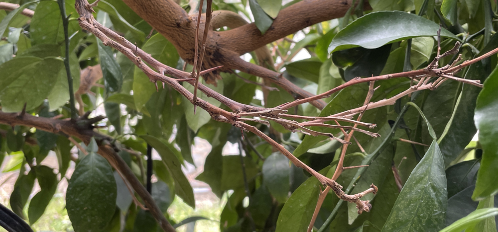 瀬戸プリンセス