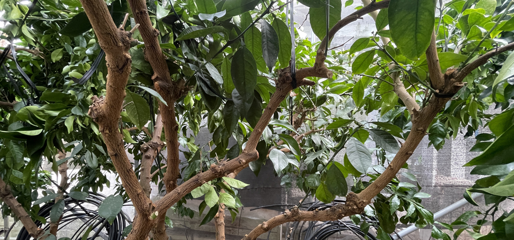 瀬戸プリンセス