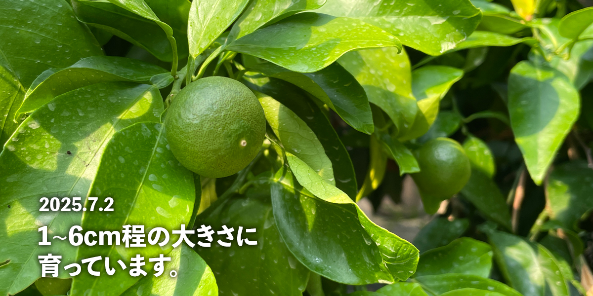 スライドショー