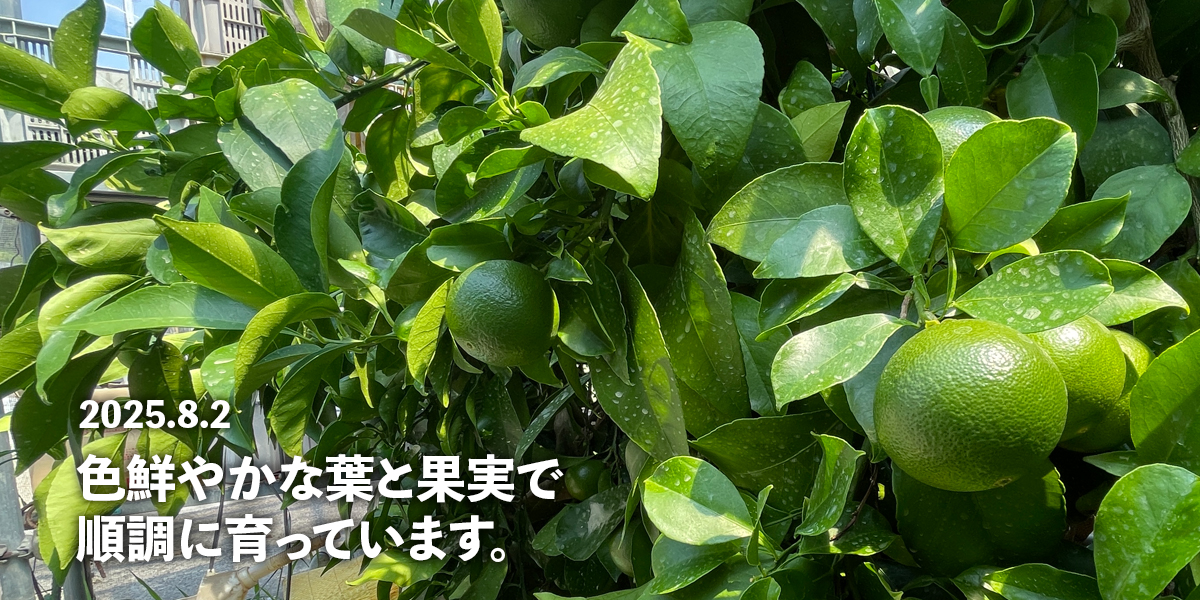 スライドショー