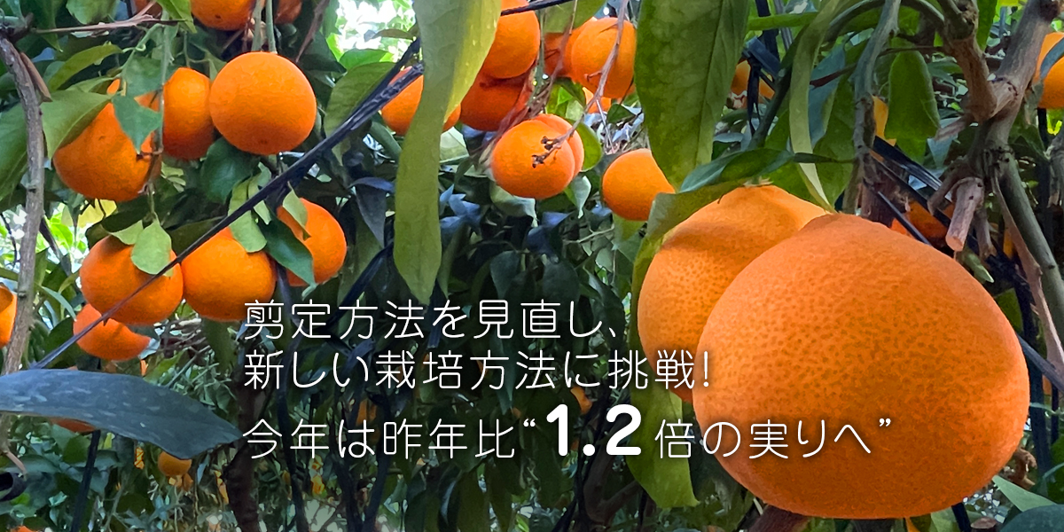 スライドショー